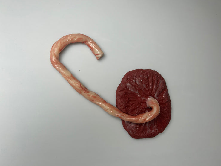 SALE- MO720 Placenta and Umbilical Cord