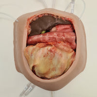 Abdominal Model