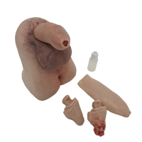 Male Genitalia Trainer
