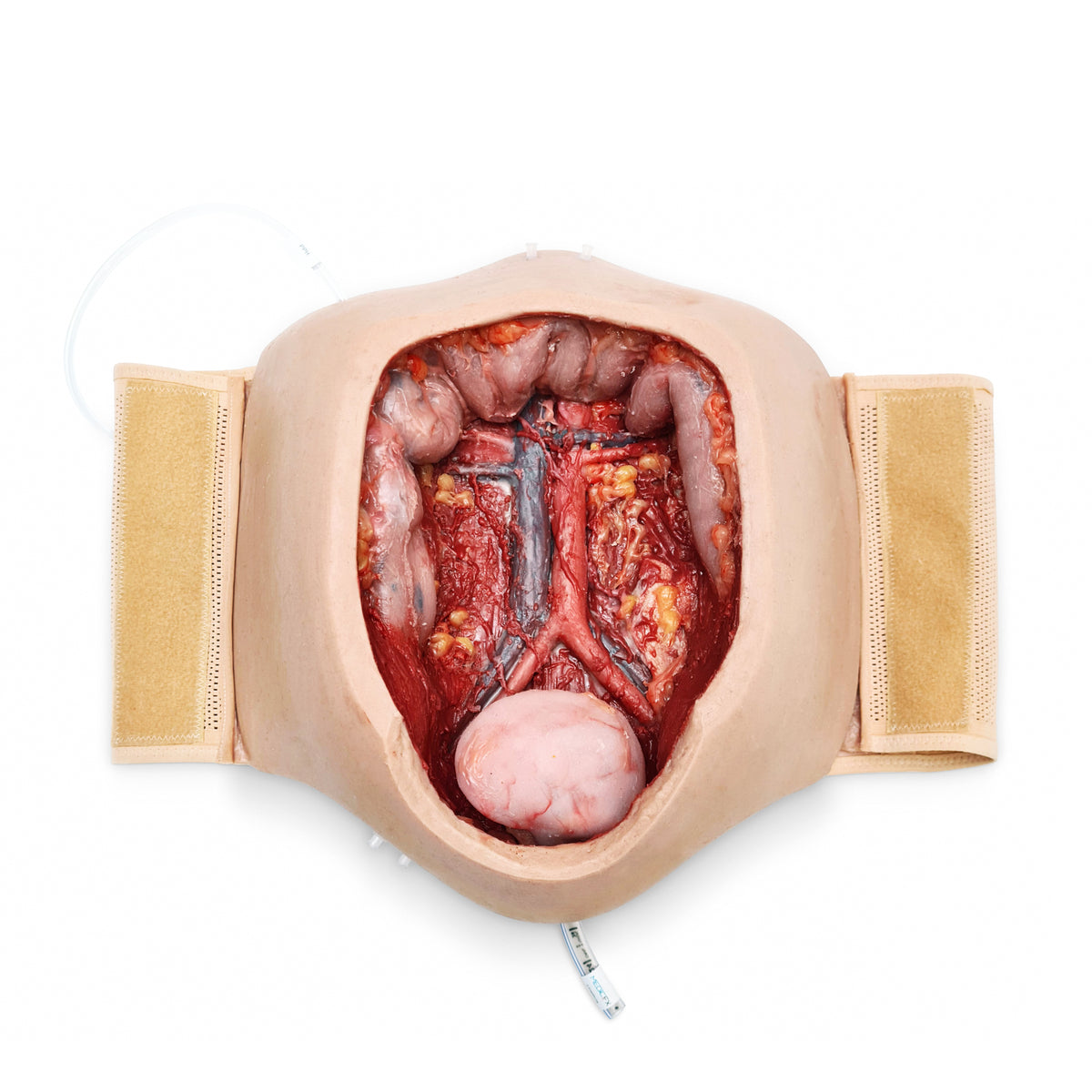 Wearable C-Section Model &amp; Baby Aiden