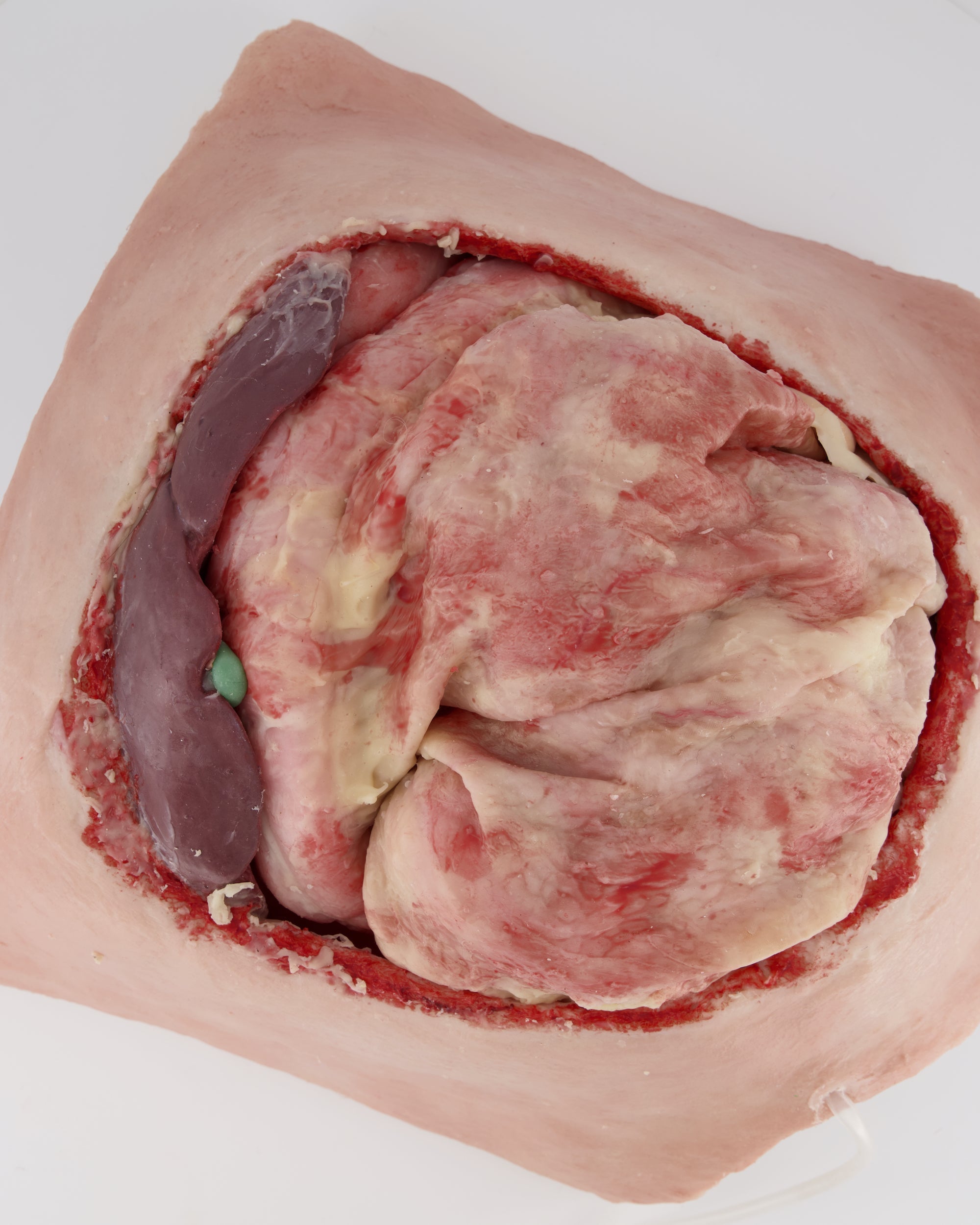 Abdominal Model with blood flow