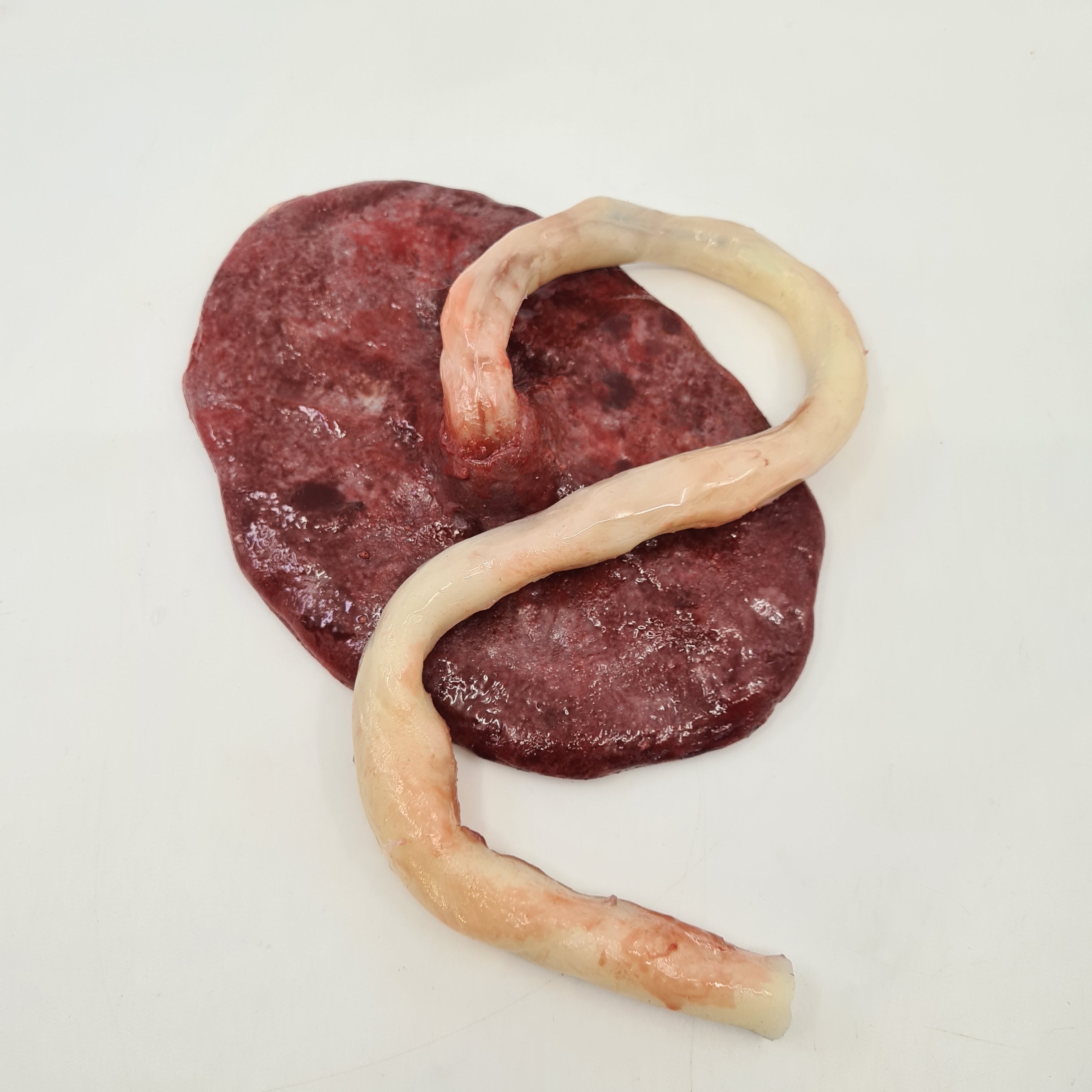 SIM Obstetrics package